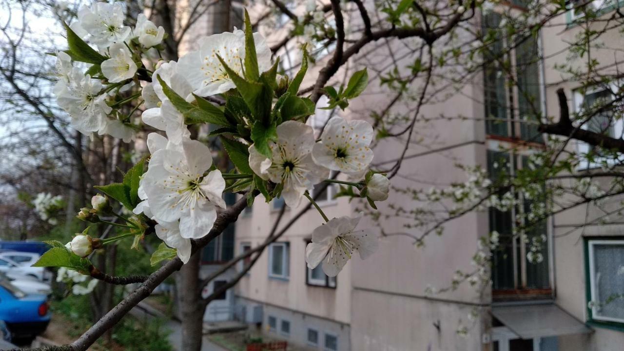 Gesztenyes Apartman Μίσκολτς Εξωτερικό φωτογραφία